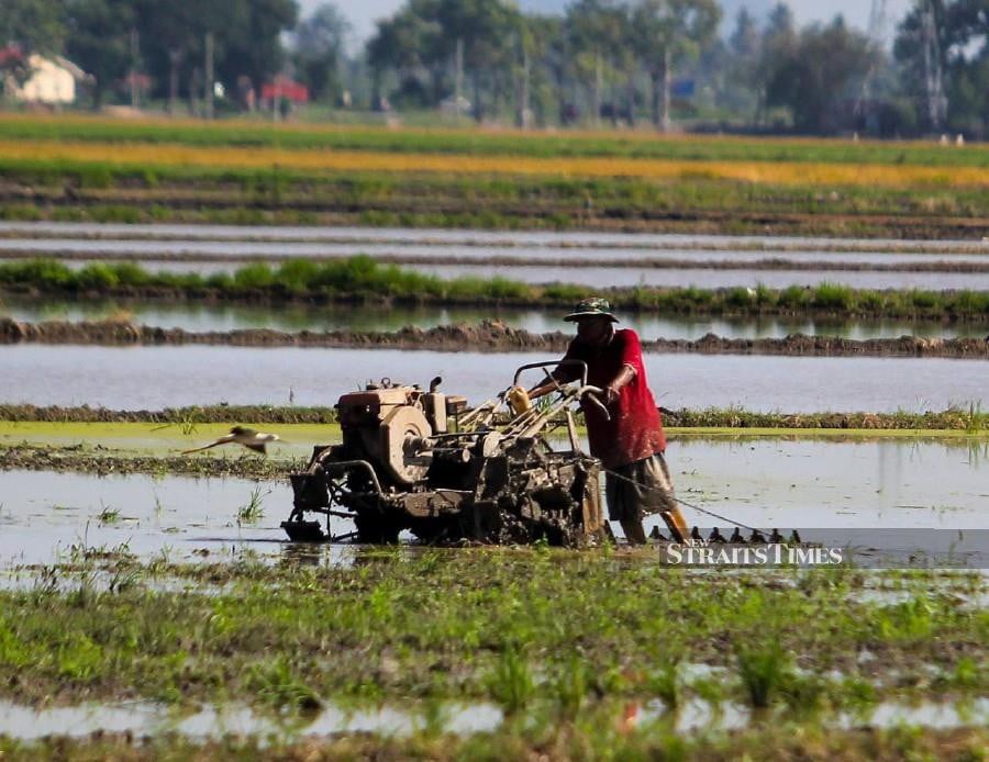Padi farmers in Kedah have expressed their gratitude for the increase in padi ploughing incentives and the introduction of padi harvesting incentives, totaling RM210 in cash aid.