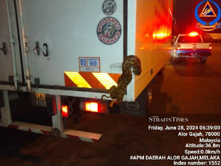 Truck driver Mohd Sukri Mondi experienced a tense moment when he discovered a batik python hitchhiking on his truck. Pic courtesy of Malaysian Civil Defence Force 