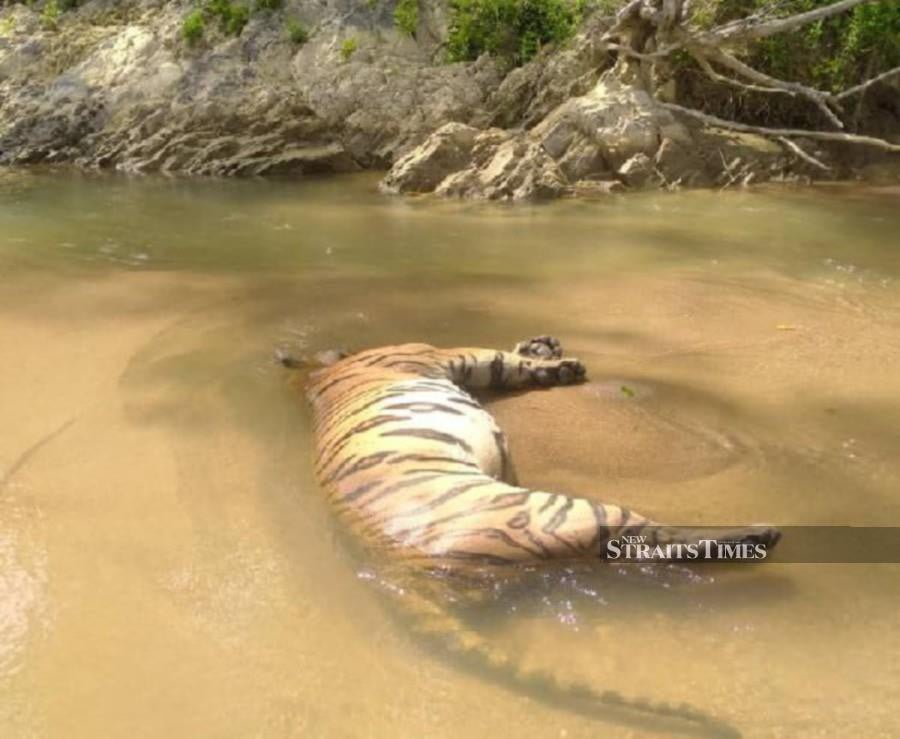 A carcass of a tiger was found floating in Sungai Dabong here this evening. Kelantan Wildlife and National Parks (Perhilitan) director Mohamad Hafid Rohani stated that villagers discovered the carcass as they passed through the area. Pic courtesy of NST reader