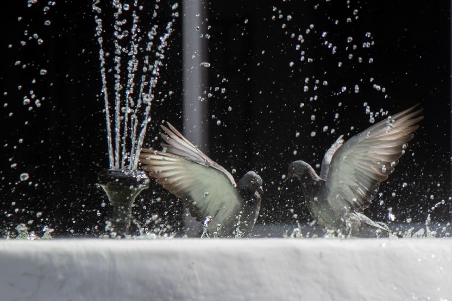 LABUAN - Two pigeons at a fountain in Universiti Malaysia Sabah Labuan International Campus.-BERNAMA PIC