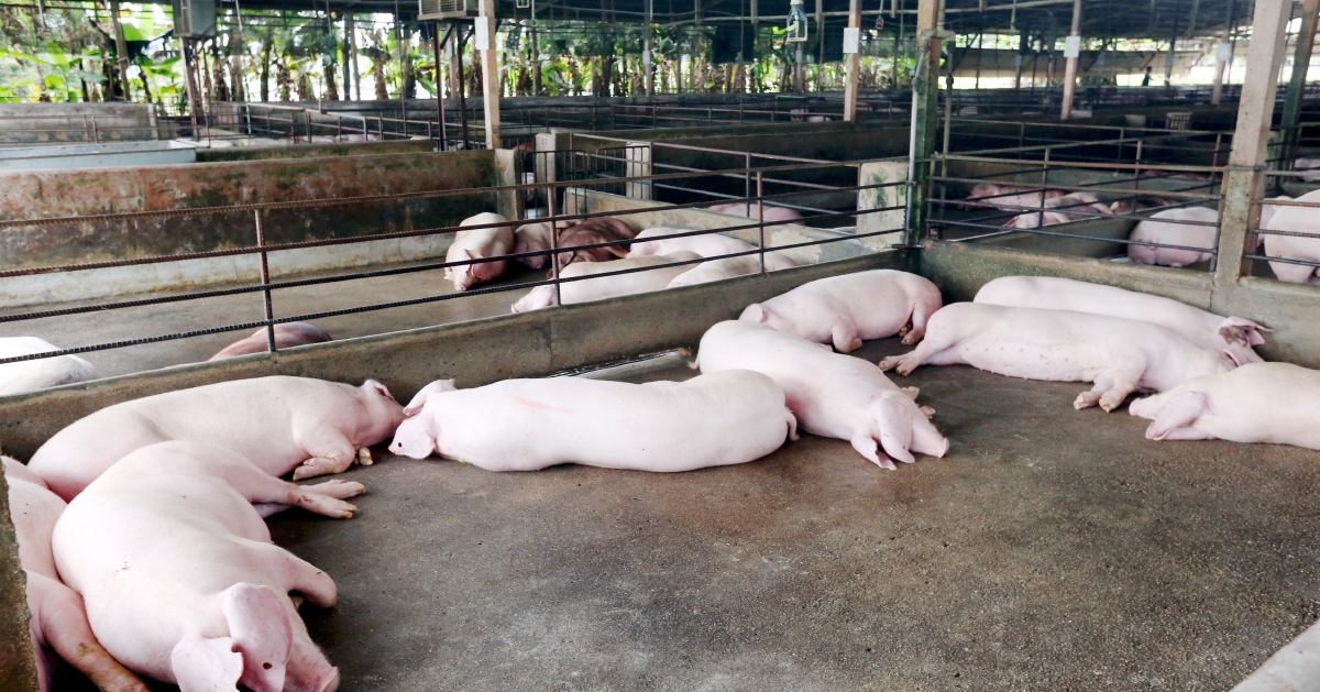 perak-to-adopt-modern-methods-of-pig-farming-new-straits-times