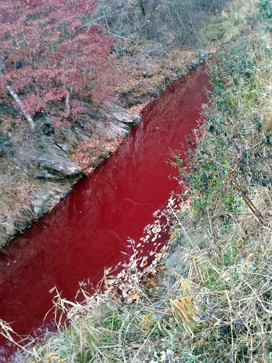 Image result for South Korean river turns red after being polluted with pigs' blood