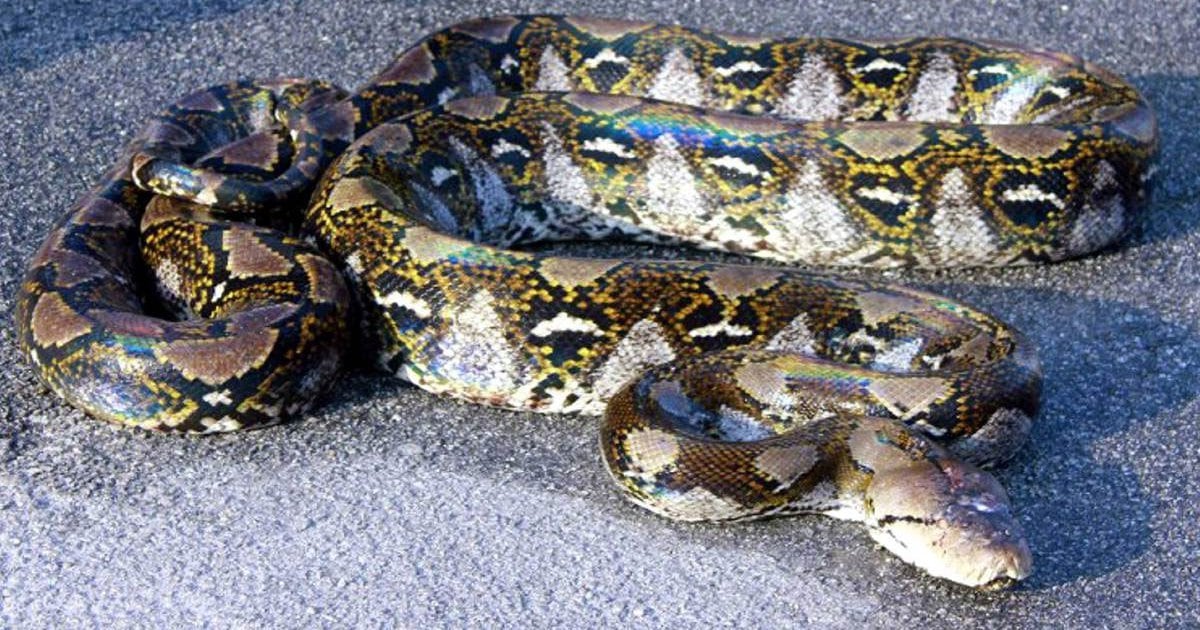 Woman Swallowed By Python In South Sulawesi | New Straits Times