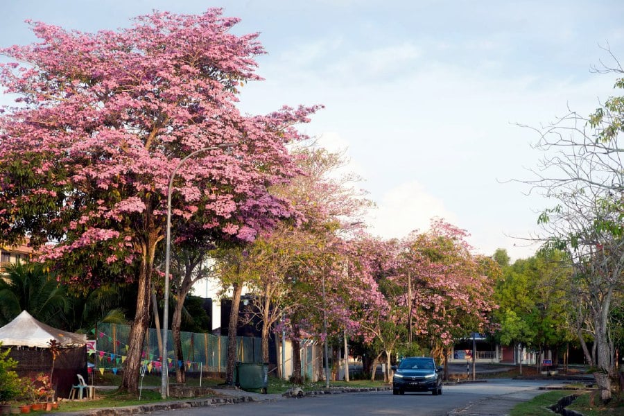 LABUAN: Blooming Tecoma trees, also known as the 'Malaysian Sakura', adorning the landscape along a street near Kampung Bukit Kuda-Kilan. -- BERNAMA PIC
