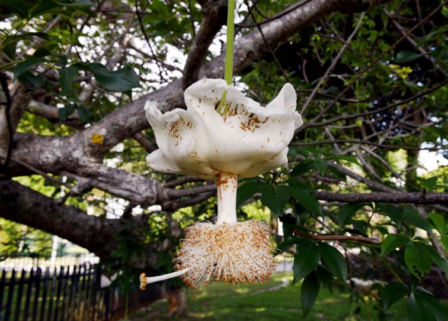 GEORGE TOWN: A flowering Baobab tree, scientifically known as Adansonia digitata, attracting the attention of people along Residency Road and Macalister Road. -- BERNAMA PIC