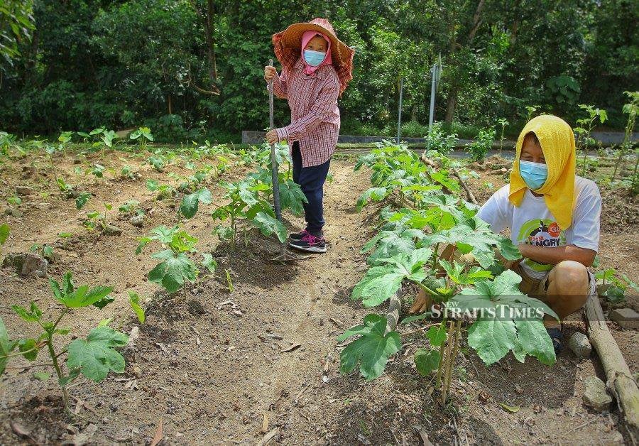 The Consumers Association of Penang (CAP) has advised the public to plant vegetables to weather the expected increase in food prices in 2024. - NSTP/AZRUL EDHAM