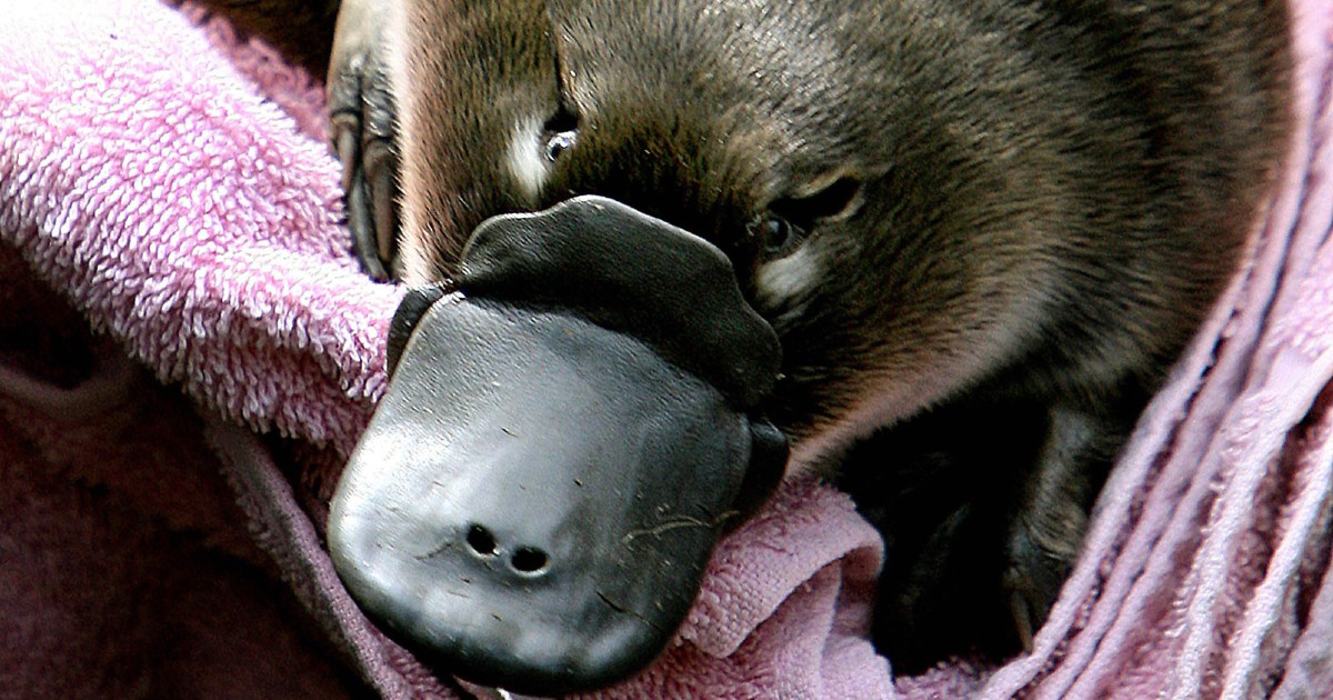 Researchers Future Uncertain For Australia S Unique Platypus