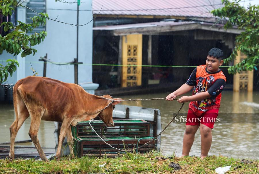  Mohd Hafiz Danial Mohd Zakaria moving a calf, after his father’s cow farm was inundated with floodwaters in Kampung Tersang, Rantau Panjang. -NSTP/NIK ABDULLAH NIK OMAR