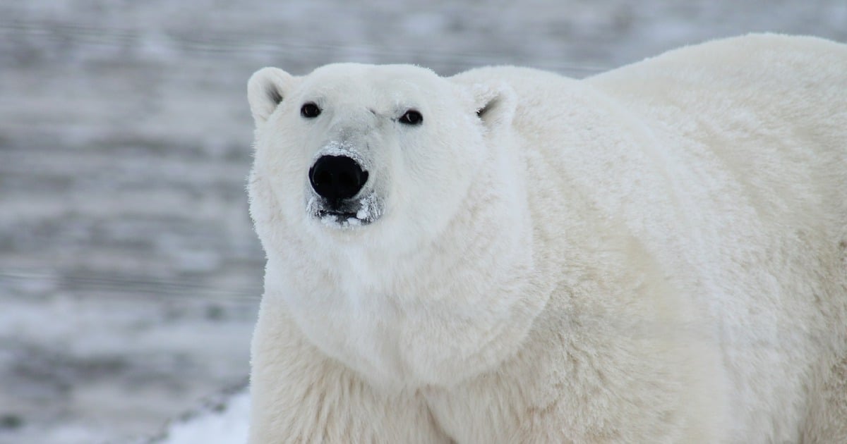 Russian Arctic archipelago sounds alarm over aggressive polar bears ...