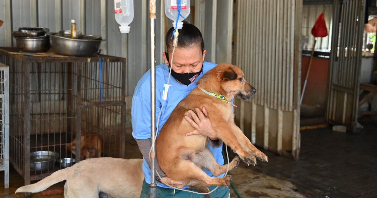 Canines Rescued From Indonesia Dog Meat Trade 