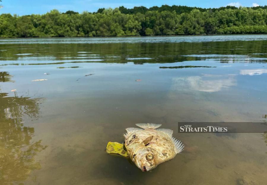 Nearby fishermen and anglers are told not to collect the dead fish to be consumed or sold and that it was best if they stopped fishing in Sungai Prai for now. - NSTP/DANIAL SAAD.