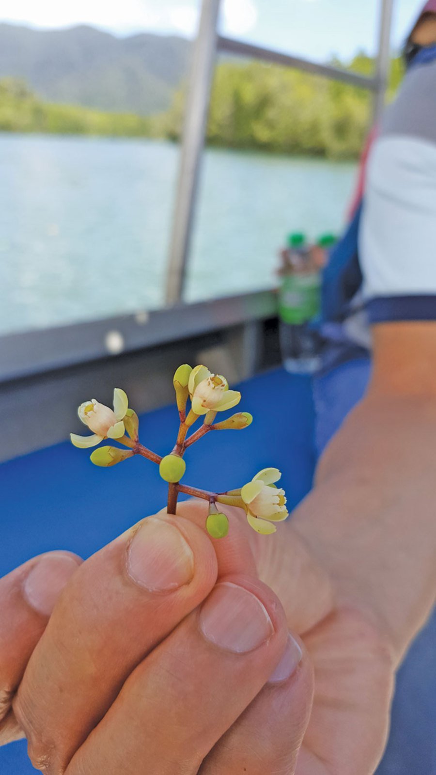 Pretty mangrove flower.