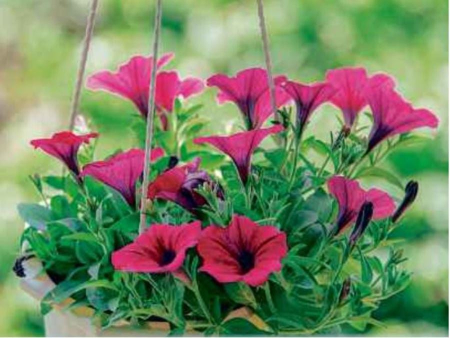 (File pix) Petunia is one of the most popular flowers and best plant for hanging the basket.