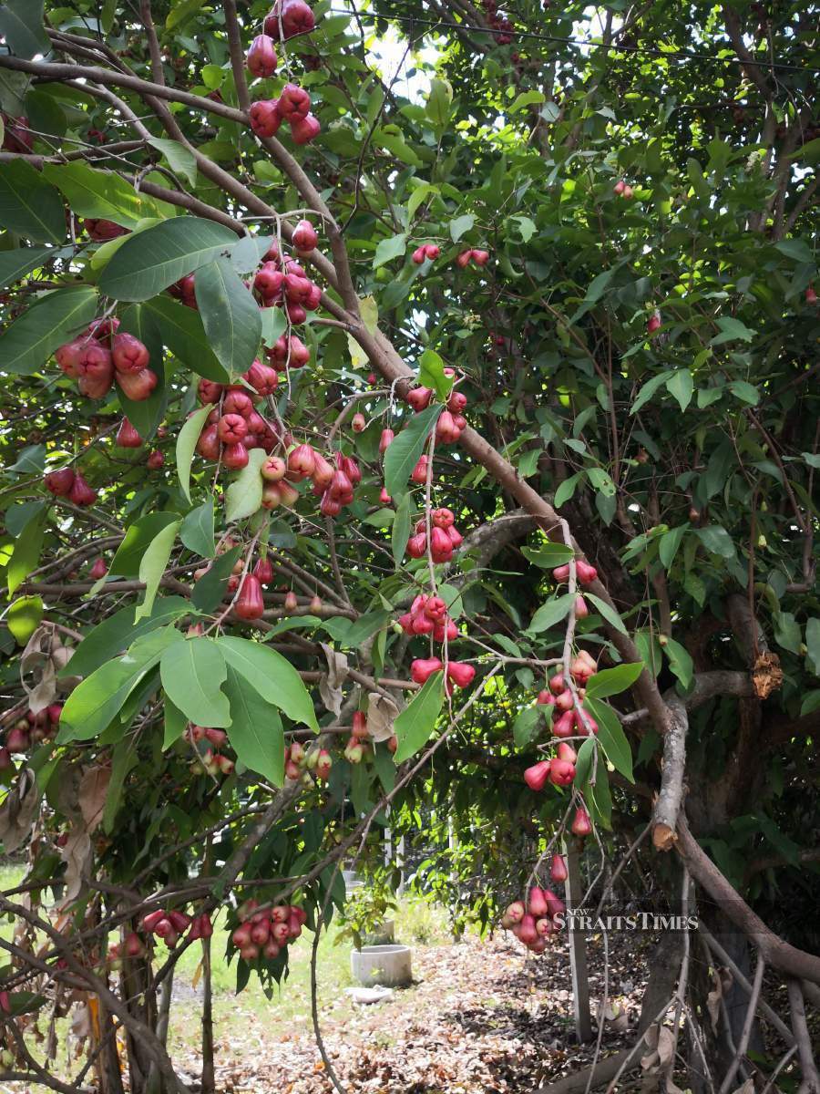  Sai Khao is one of the main fruit-growing and agricultural centres in Thailand's Pattani province.