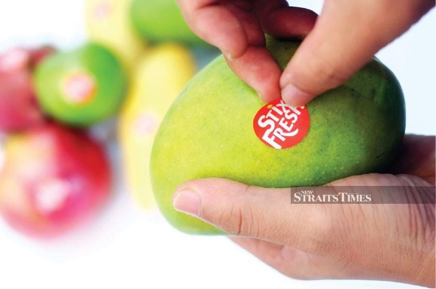  Mangoes will last up to 14 days with Stixfresh once the fruits reach the retailers. 