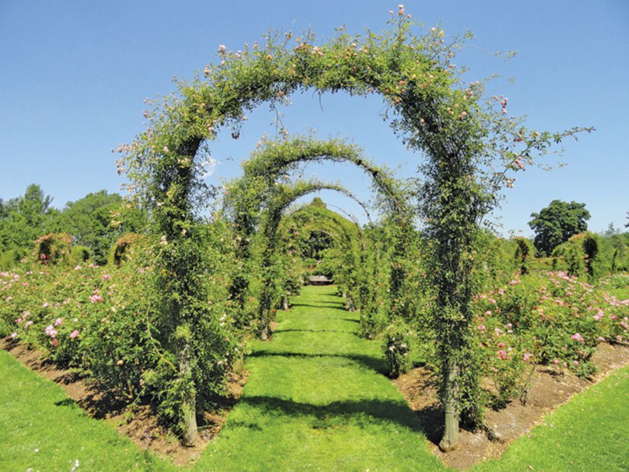 Garden arches make a lovely garden statement.