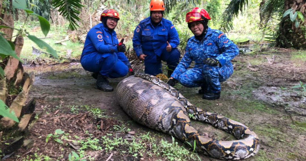 Monster python swallows calf after floods at Kampung Selekoh