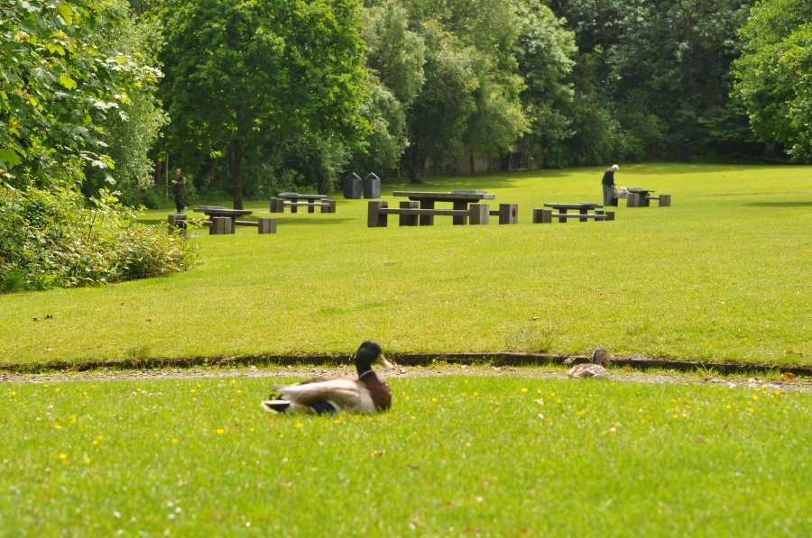 Wild duck in the park at Duck Bay. Pix by Zaaba Johar
