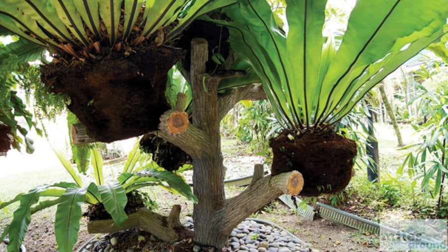With plenty of air and indirect sunlight, bird’s nest ferns can thrive without soil.