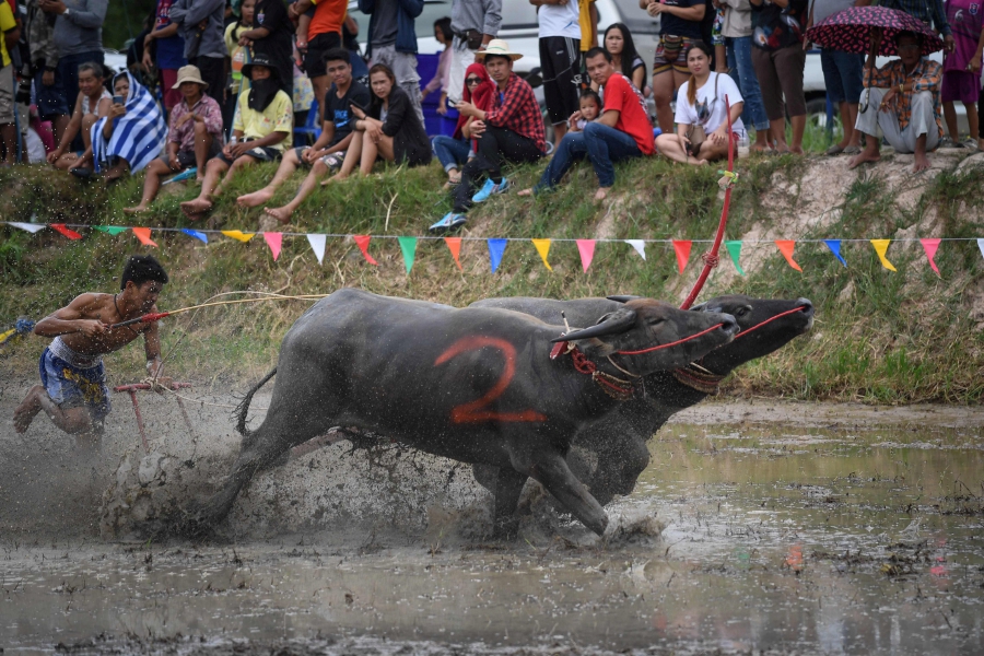 Prized Thai buffaloes speed in muddy