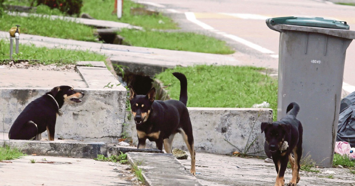 Second Rabies Case Recorded In Selangor New Straits Times Malaysia