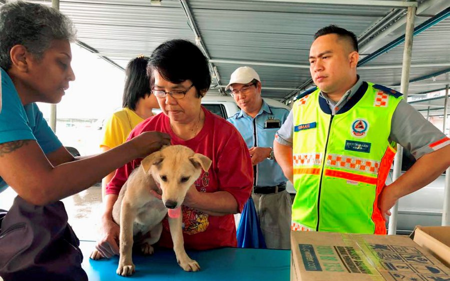 Sarawak steps up war against rabies; all dogs state-wide to be ...