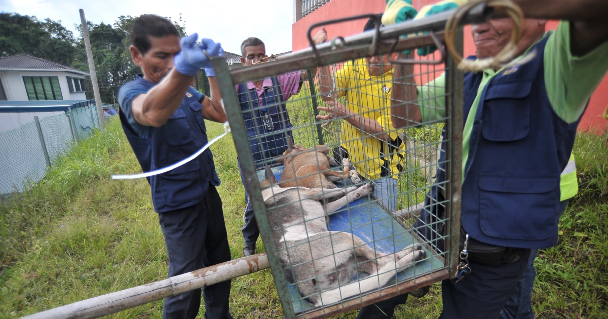 Serian man dies of rabies; 5th victim of outbreak | New Straits Times