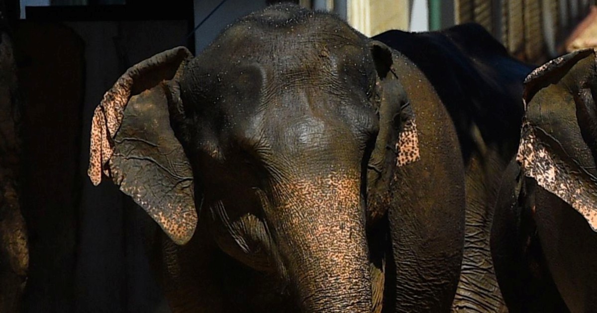 Thai man trampled by elephant from park closed by pandemic | New ...