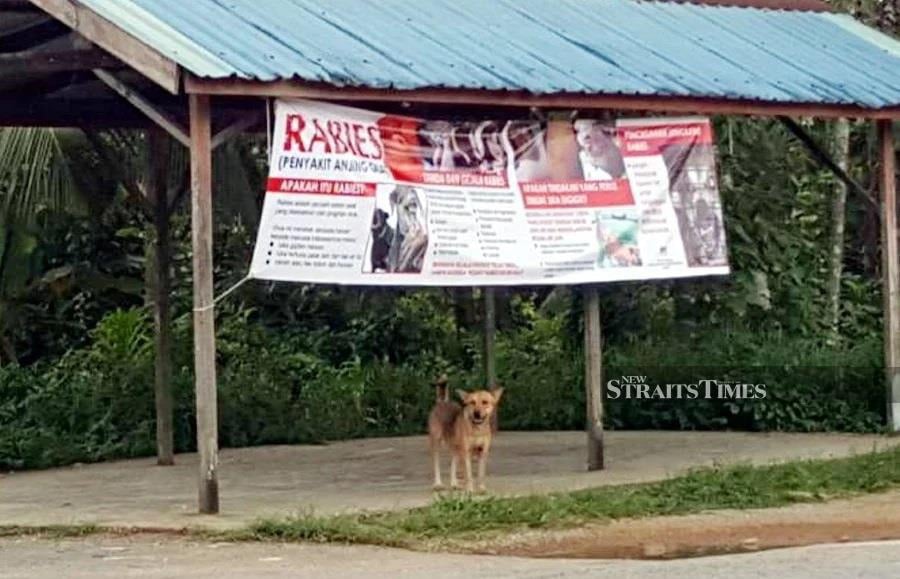Since 2017, Sarawak has seen an outbreak of rabies, with 78 cases involving humans recorded, resulting in 71 deaths. - File Pic 