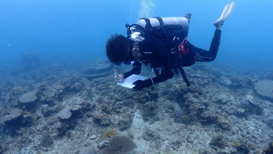 Reef Check Malaysia calls for sustainable tourism to protect marine ...