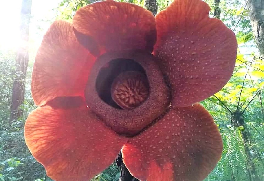 The rafflesia found in Lojing Highlands has been declared the world’s second-largest, after a species native to West Sumatera, Indonesia. - Pic courtesy of UMK