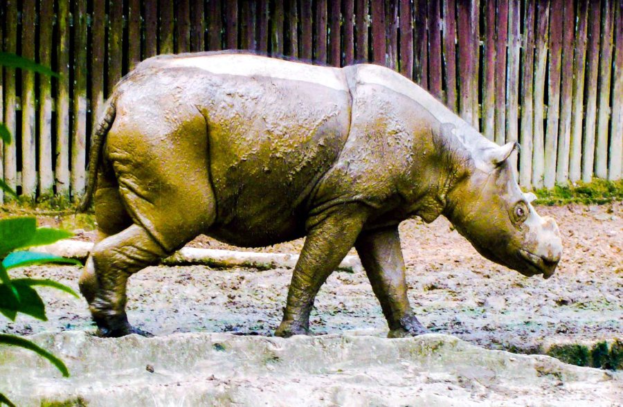 Malaysia, Indonesia to discuss Sumatran rhino conservation | New