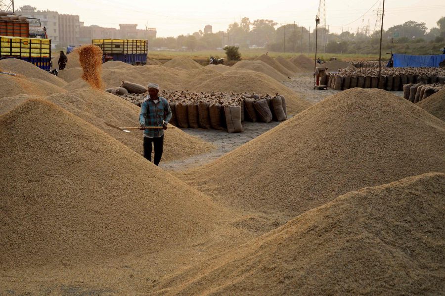 A worker segregates paddy rice at an open grain market on the outskirts of Jalandhar. - AFP pic