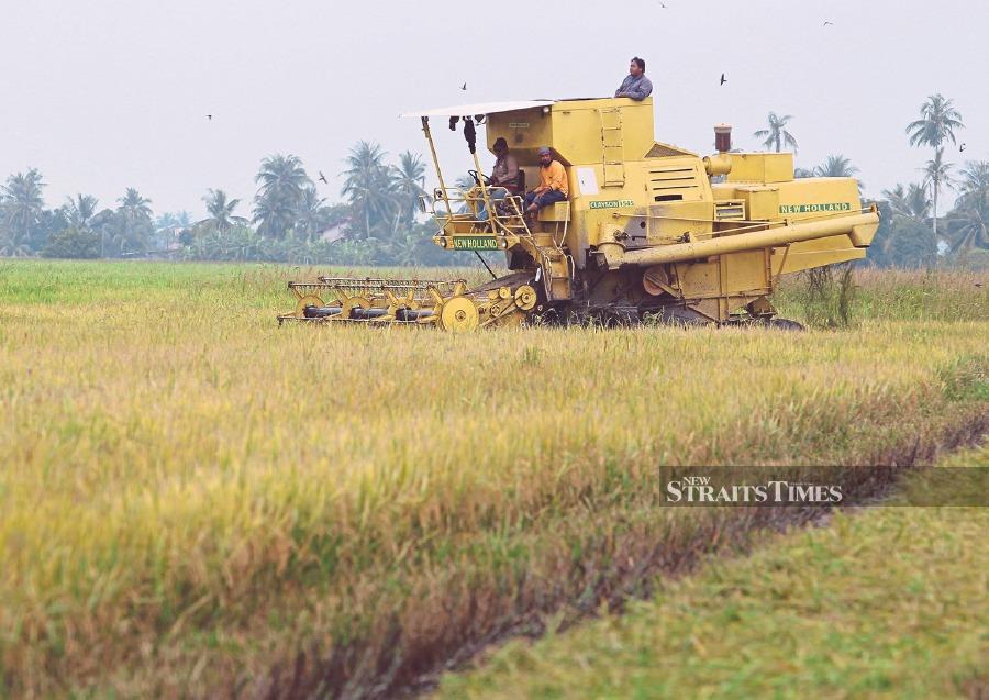 Local rice production can only fulfill about 65 per cent of the country’s needs. - NSTP file pic