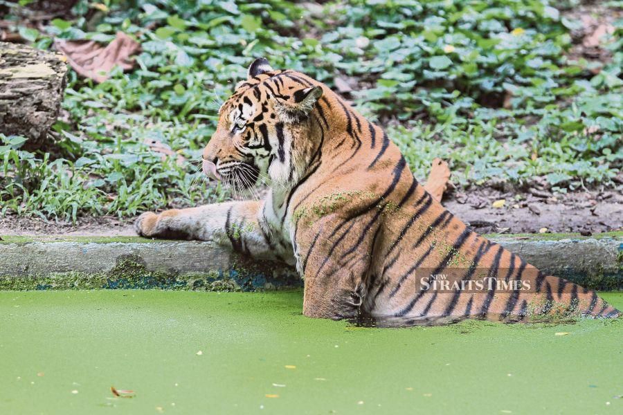 We should seek Indian expertise to save Malayan tigers. - NSTP file pic