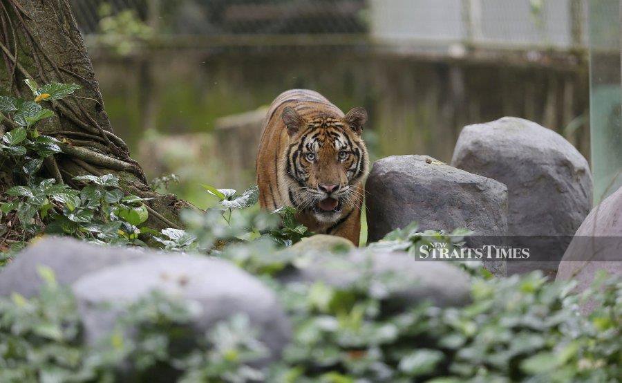 Malayan Tiger could go extinct in five to 10 years if no drastic action is  taken