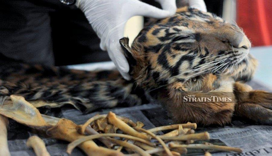 This file pic dated November 16, 2018, shows a Malayan tiger carcass seized from poachers who were active at the forest reserve in Taman Negara. NSTP file pic