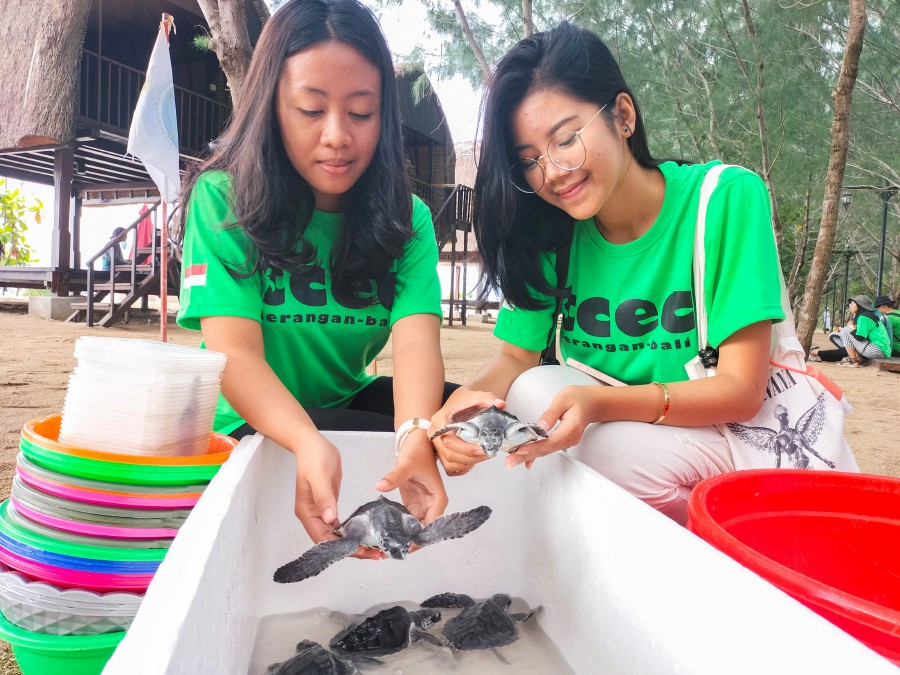Volunteers prepare baby Hawksbill turtles that were rescued from predators by the local conservation community, to be released to the sea, in Sanur, Bali, Indonesia. - REUTERS PIC