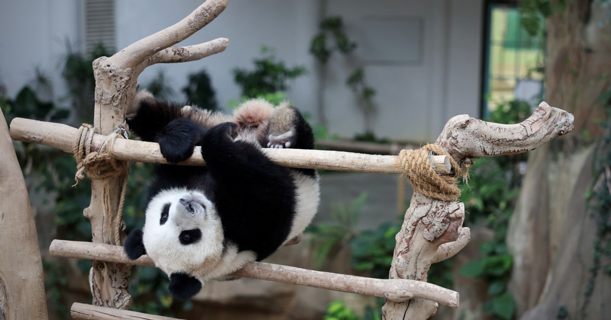 Pandas' return to China postponed | New Straits Times