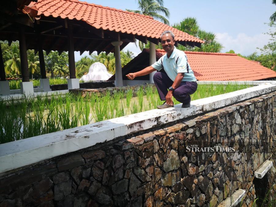 Laman Padi museum assistant Rosdy Abd Hamid sharing Laman Padi’s success in planting padi on Kerisik Restaurant’s roof top.