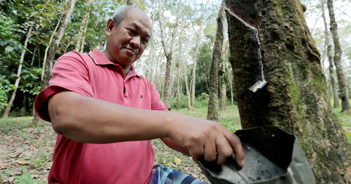 cost of natural rubber per kg