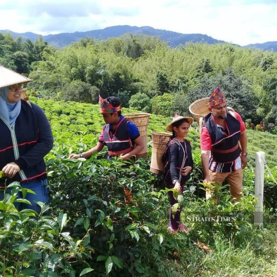 Sabah Tea Resort Amazing Borneo Tours