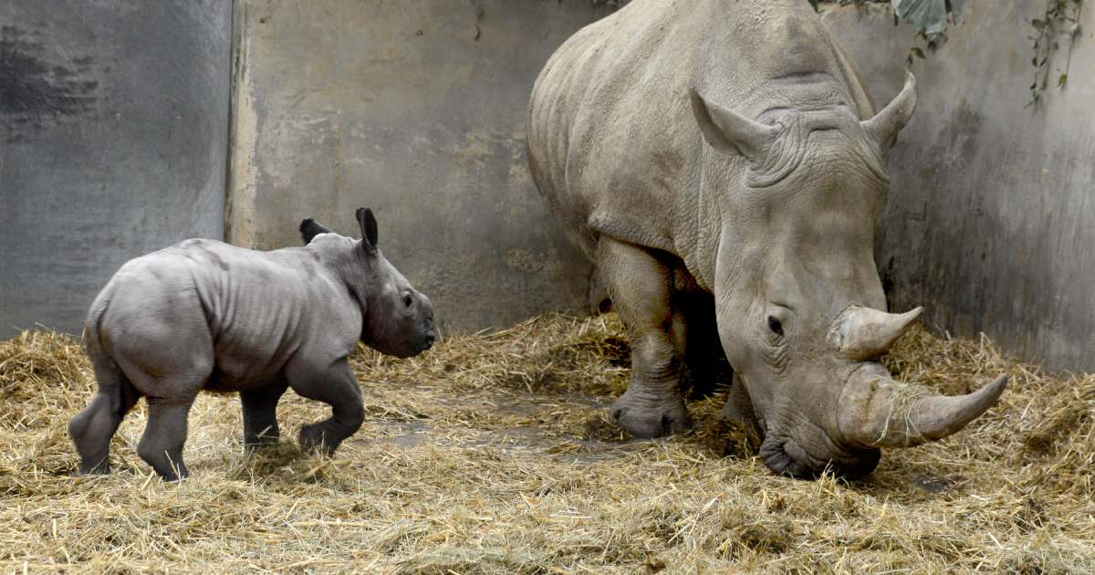 UK zoo names rare white rhino 'Queenie' for Elizabeth II | New Straits ...