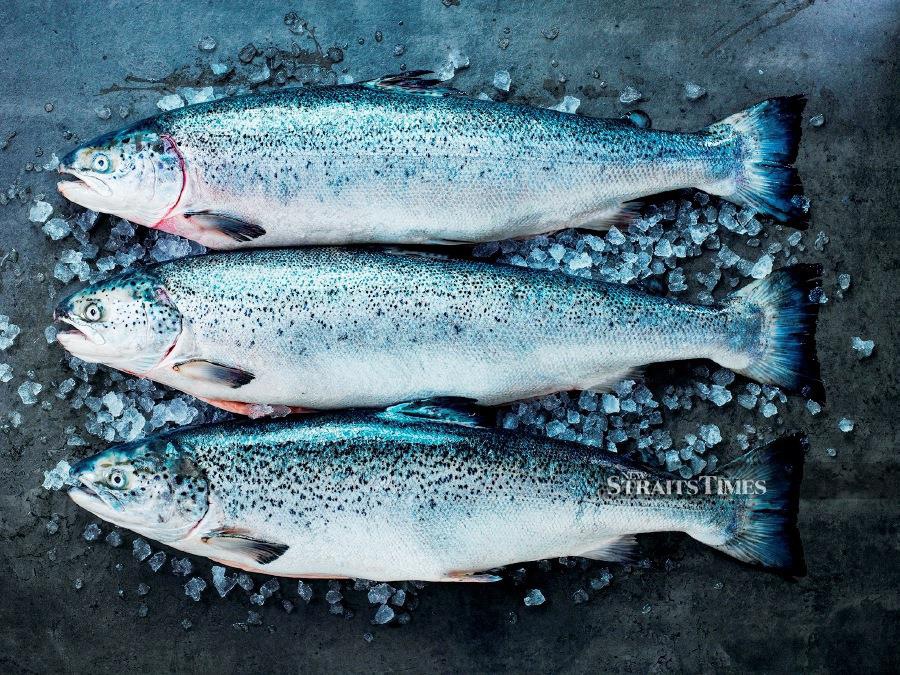 Celebrating 50 Years Of Norwegian Salmon