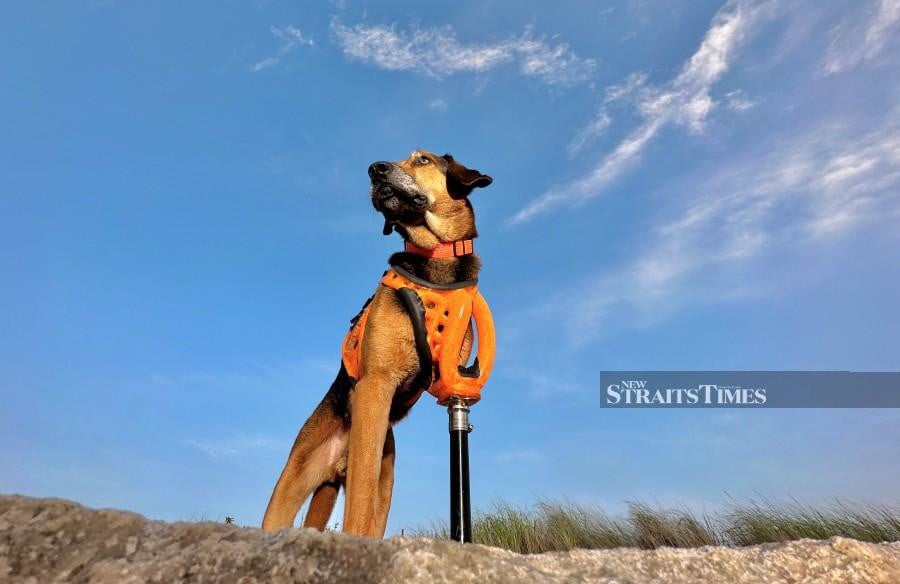 Thanks to 3DPets' innovative prosthetic solutions, Samson was back on the trails, running alongside his four-legged companions. Photo by Leeor Wild 