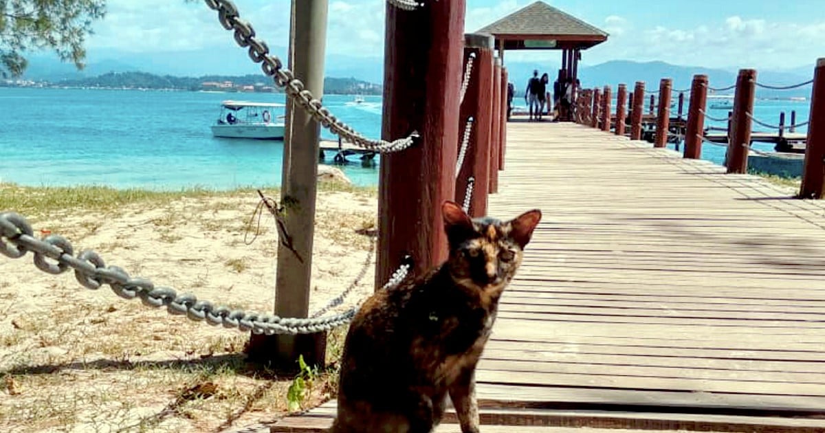 Cat For Adoption Kota Kinabalu - The W Guide