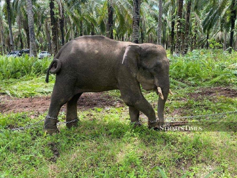 Upon examination, the team found a large abscess had caused swelling to the elephant's left cheek. - Picture courtesy of Sabah Wildlife Rescue Unit