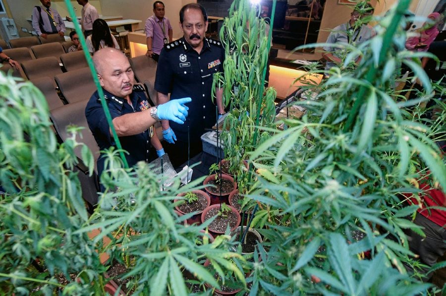 Married Couple Busted With Mini Ganja Farm In Their Puchong Condo