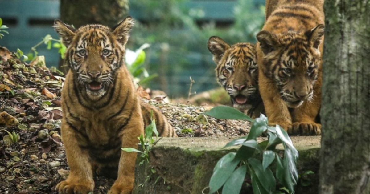 Yapeim Launches Fund For Animals At Zoo Negara