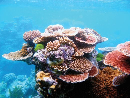 Warmer Seas In Malaysia May Lead To Bleaching, Endangering Coral Reefs ...